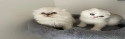 Scottish Fold cats for sale: Adorable Scottish Fold Kittens - Advert 31