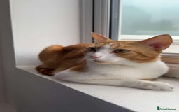 Domestic Shorthair cats for sale: Playful & Affectionate Cat free to good home - Image 3