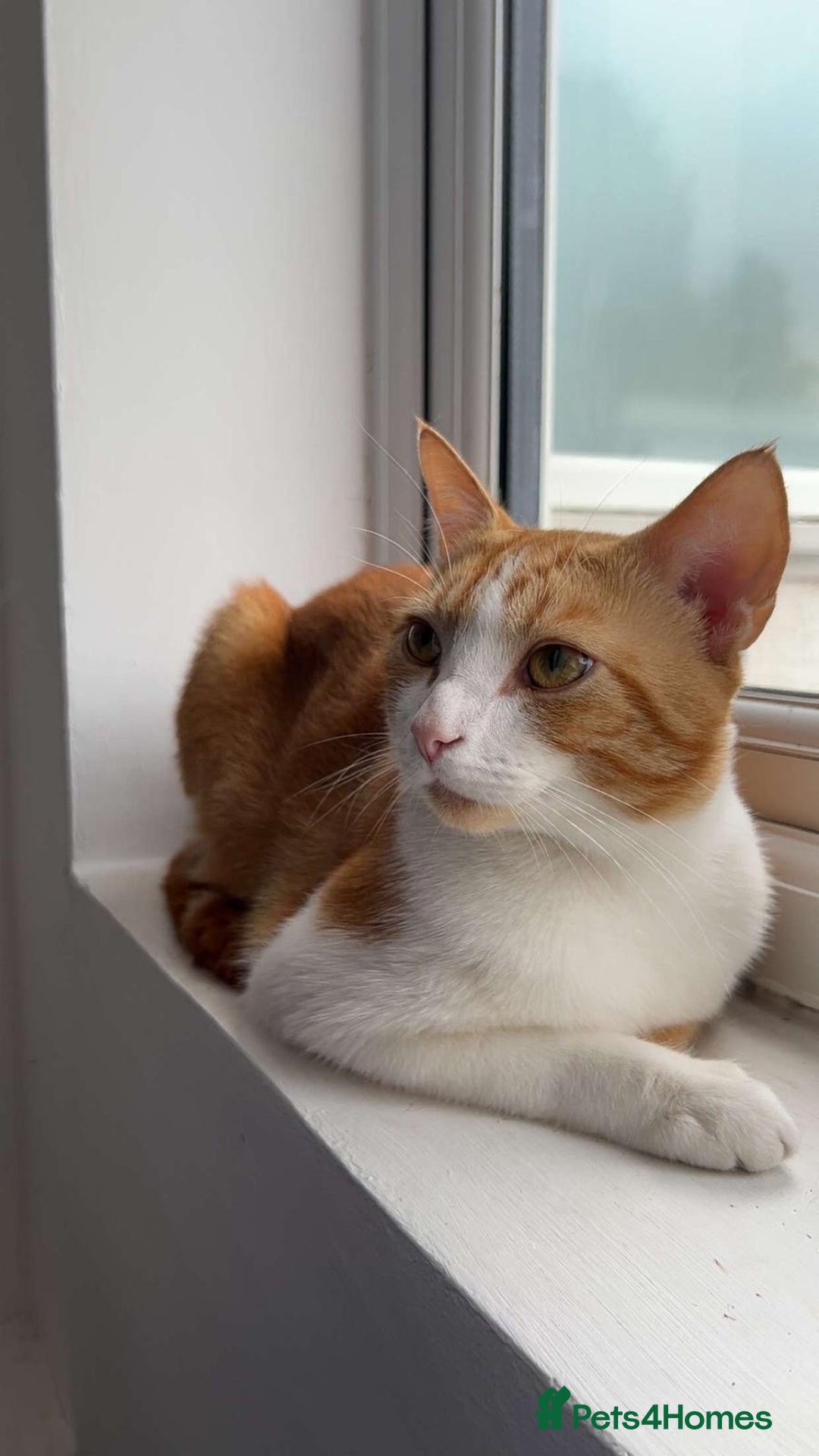 Domestic Shorthair cats for sale: Playful & Affectionate Cat free to good home - Image 3
