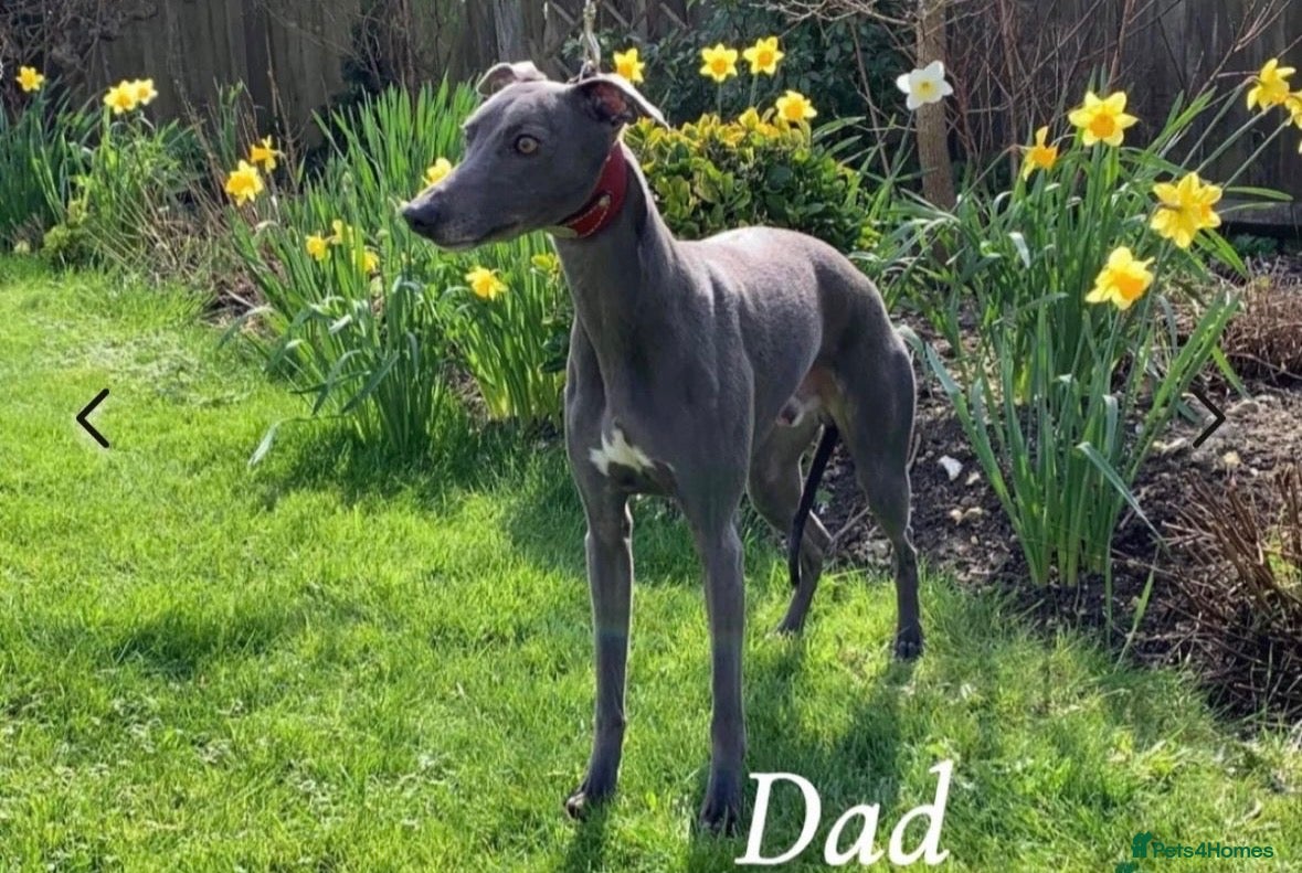 Whippet dogs Beautiful all blue litter whippet puppies  - Advert 2