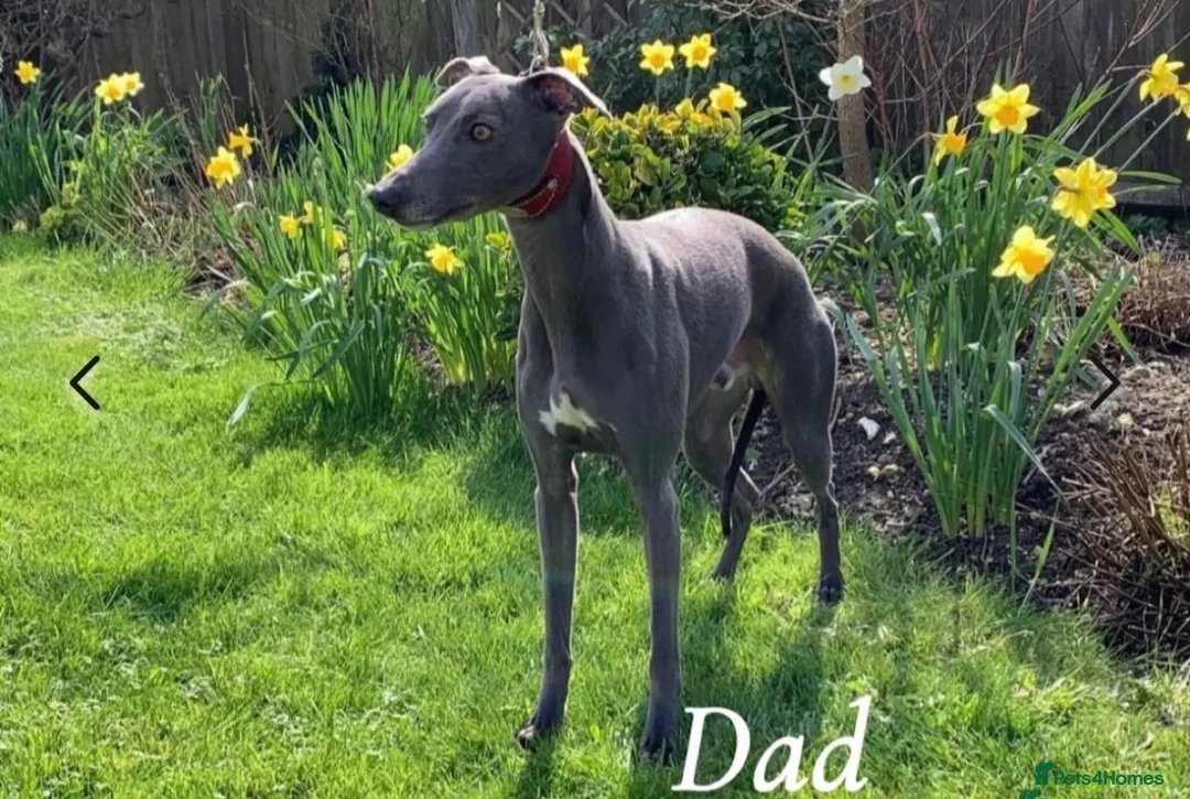 Whippet dogs for sale: Beautiful all blue litter whippet puppies  - Advert 2