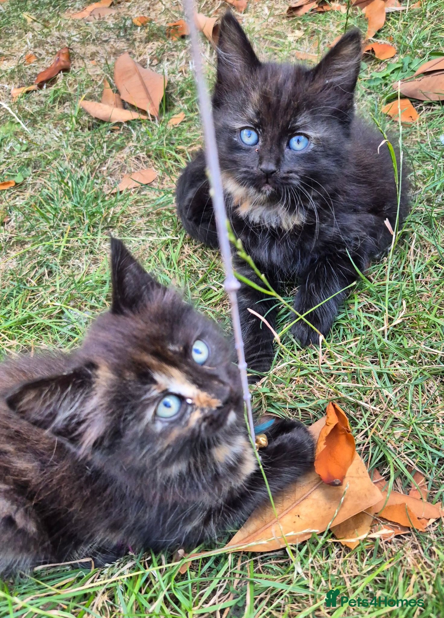 Mixed Breed cats Kittens Looking for Loving Homes - Advert 1