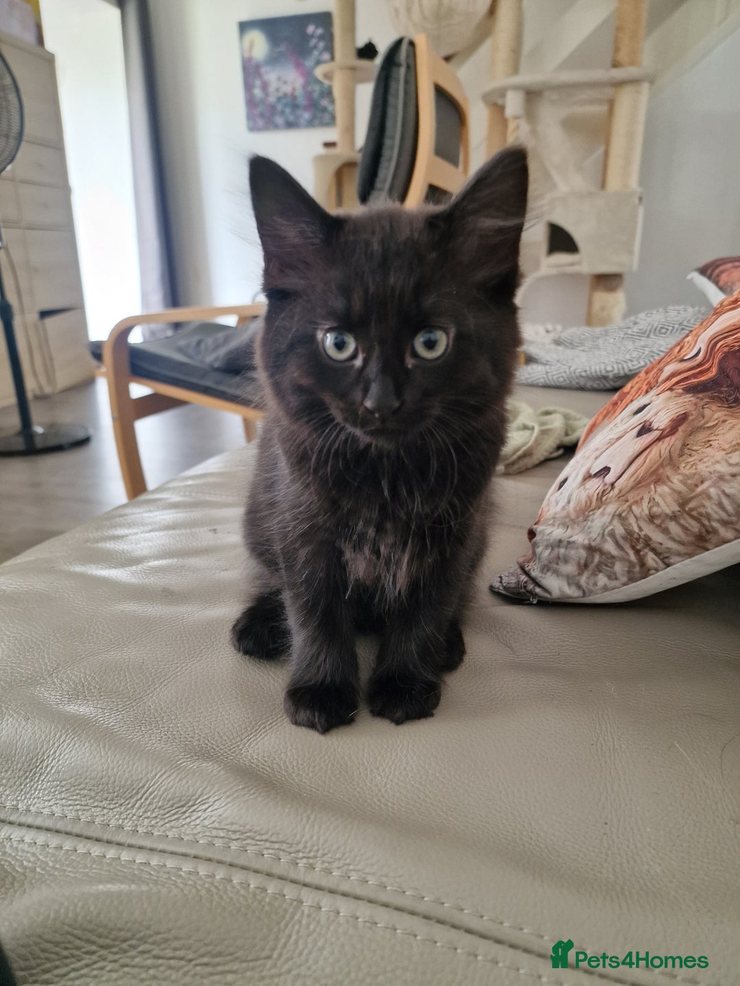 Mixed Breed cats for sale: 3 beautiful longhaired kittens ready to go - Image 9