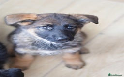 German Shepherd dogs for sale: German Shepherd Puppies - Image 4