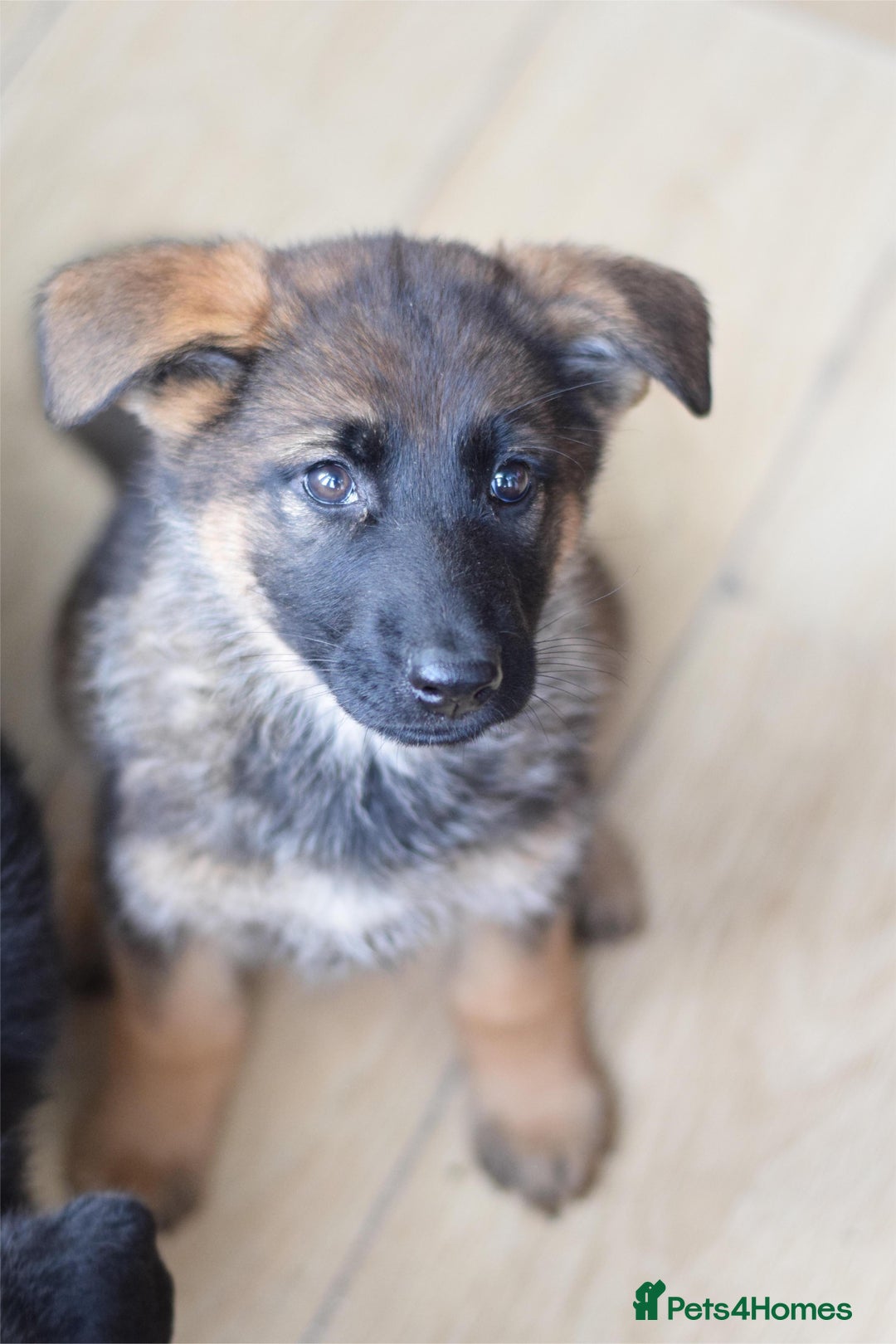 German Shepherd dogs for sale: German Shepherd Puppies - Image 4