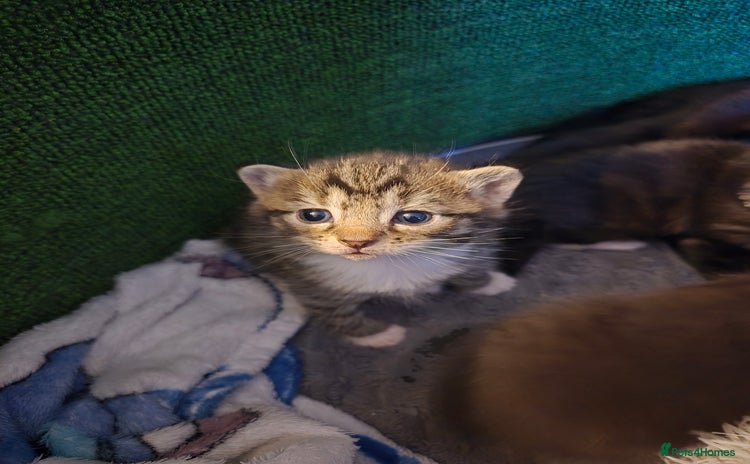 Mixed Breed cats - Advert 13