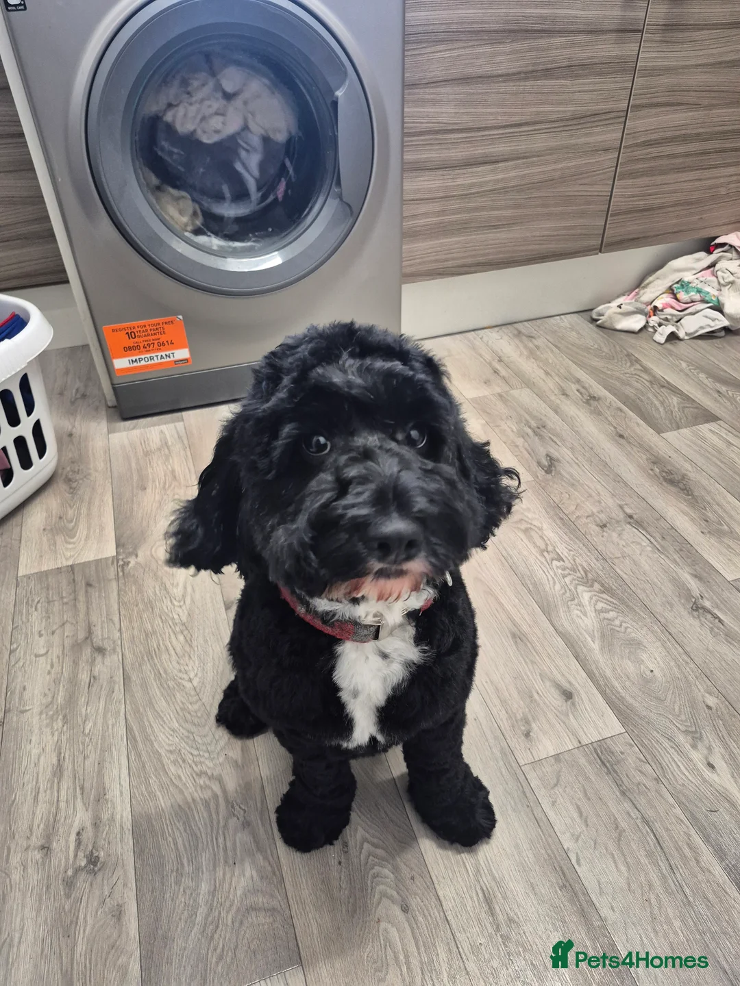 Cockapoo dogs for stud: Cockapoo for stud in Menstrie - Advert 3