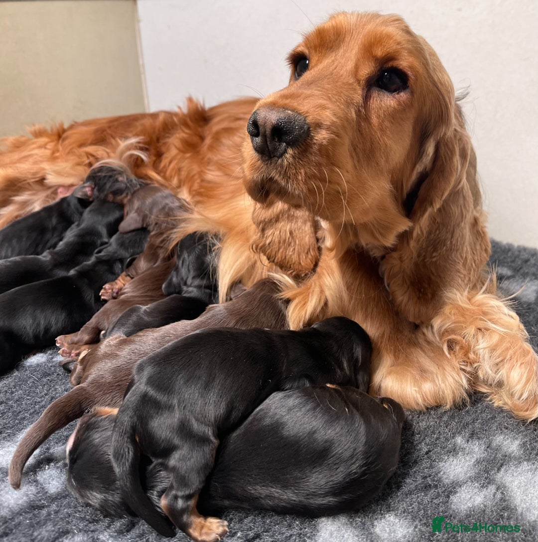Cocker Spaniel dogs for sale: KC Registered Show Type Cocker Spaniel Puppies - Image 4