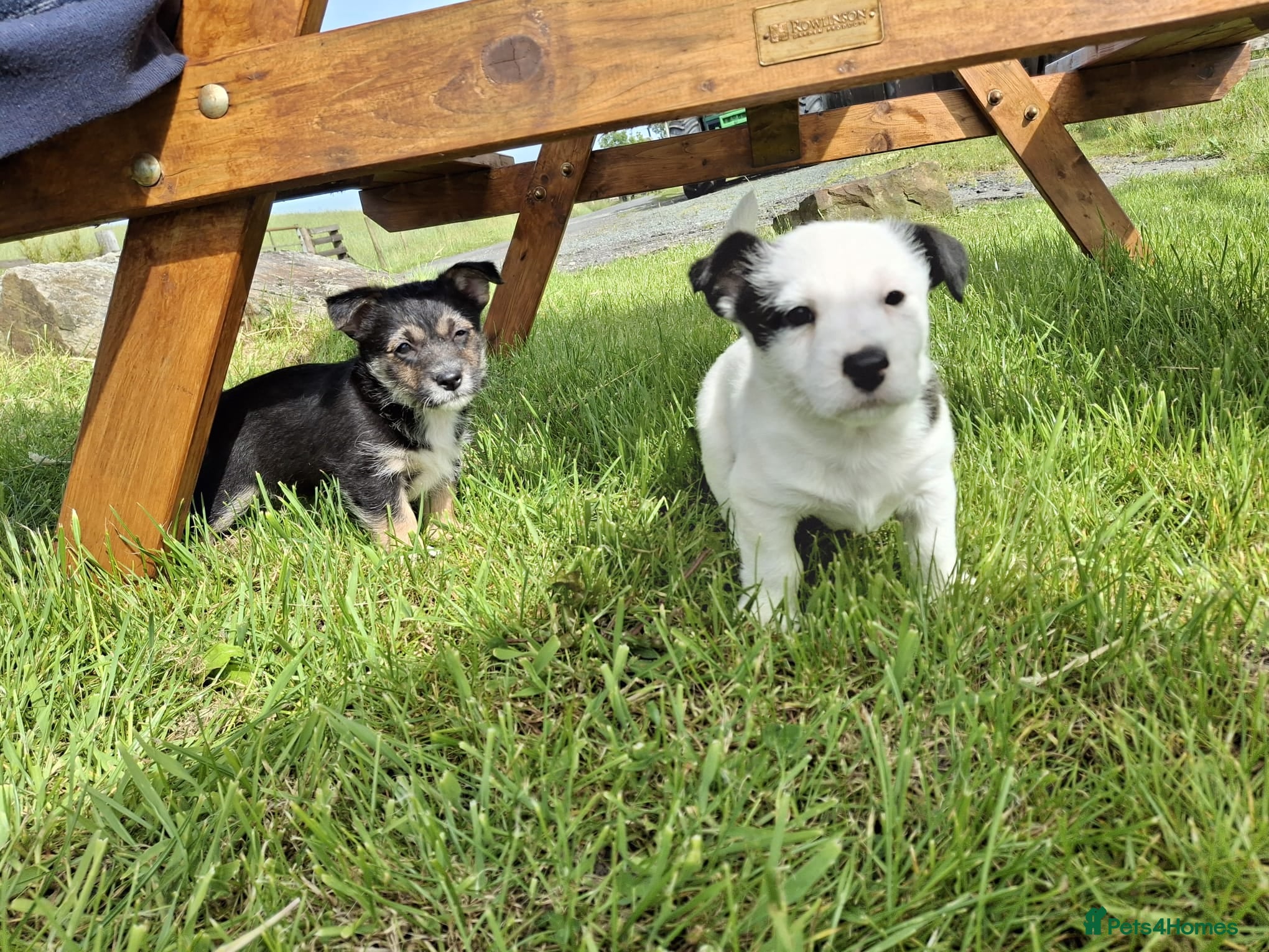 Jackapoo dogs Gorgeous little cheeky monkeys! - Advert 2