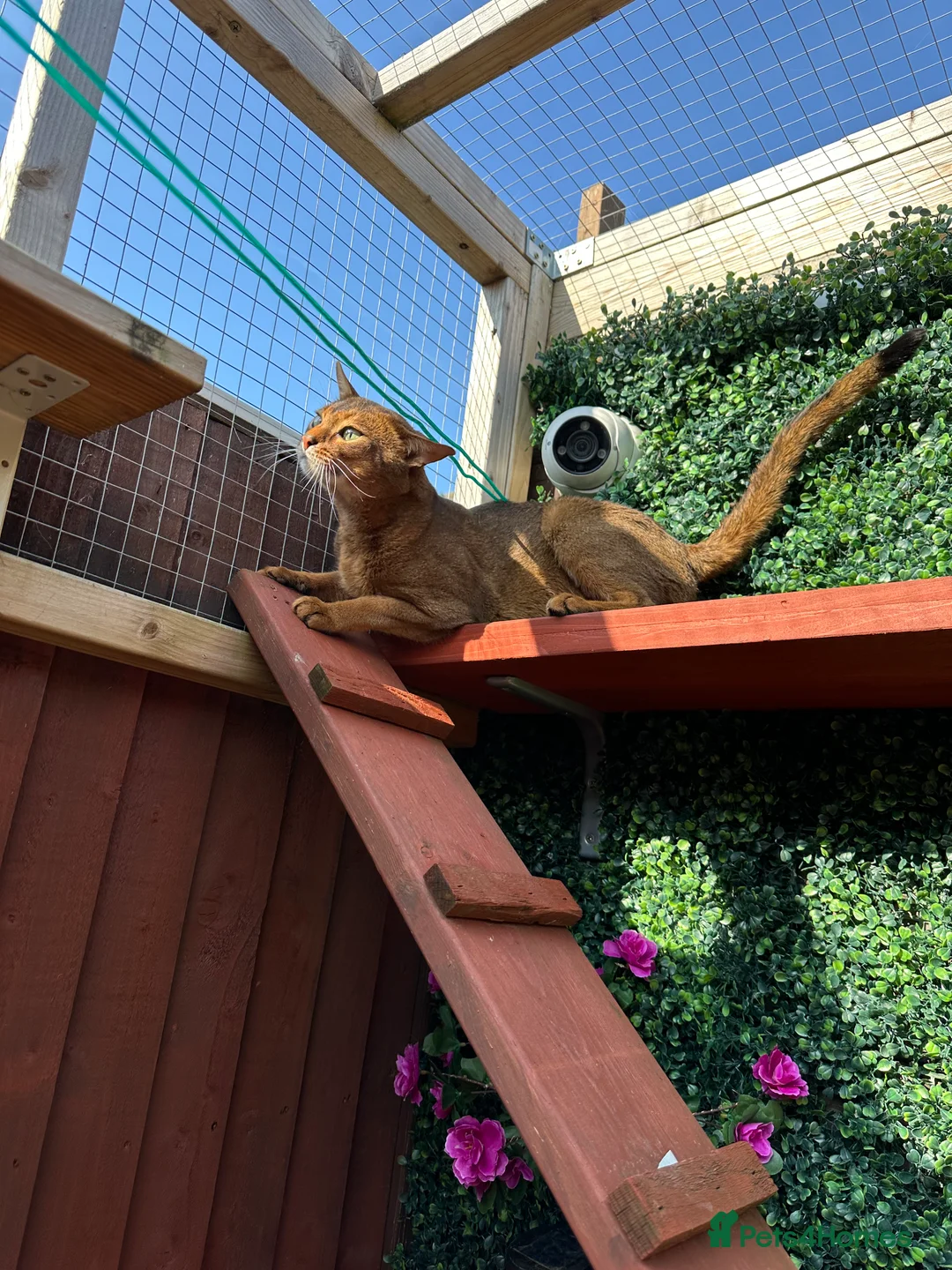 Abyssinian cats for stud: Champion line Aby boy for stud in Romford - Advert 7