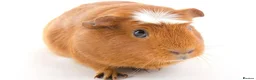 Guinea Pig rodents for sale: 2 female guinea-pig £40(1 year old) - Advert 3