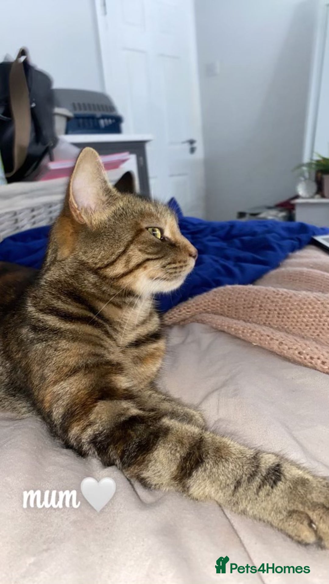 Mixed Breed cats for sale: 4 gorgeous kittens - Image 6