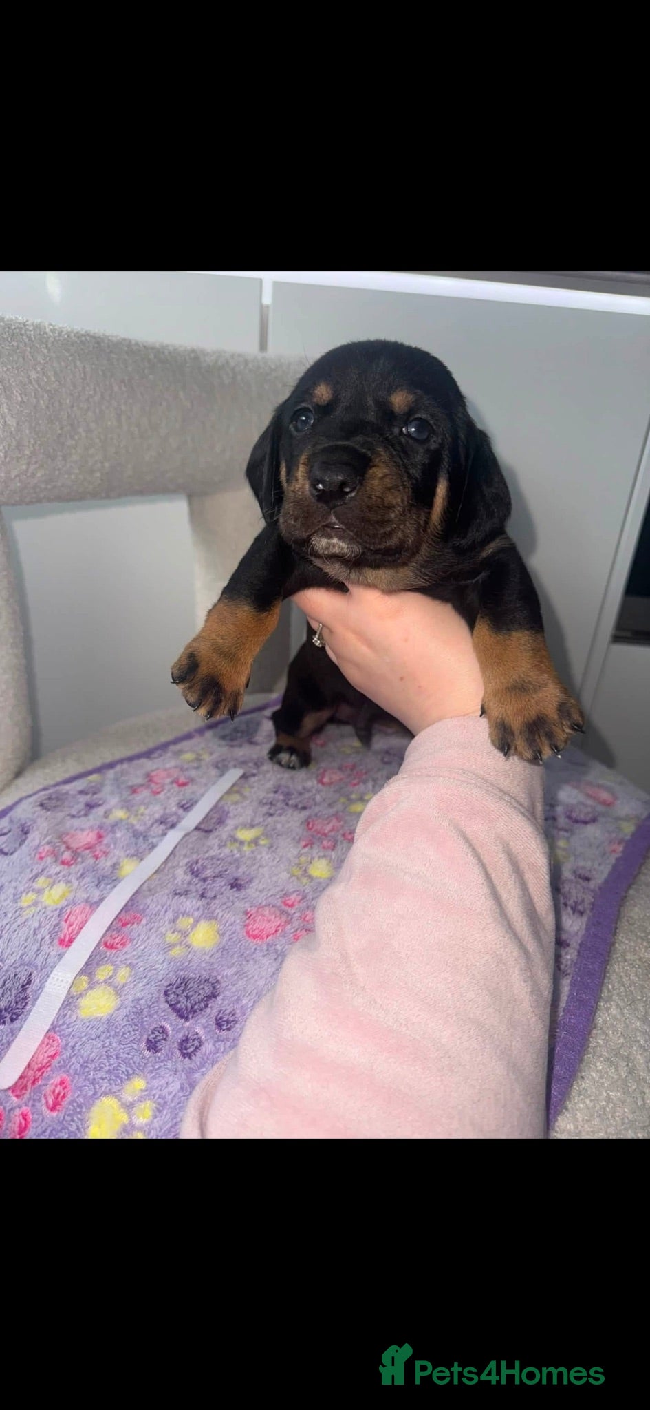 Mixed Breed dogs 🐾 Labrador x Dachshund puppies 🐾  - Advert 7