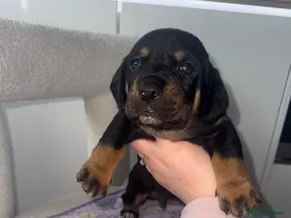 Mixed Breed dogs 🐾 Labrador x Dachshund puppies 🐾 - Advert 7