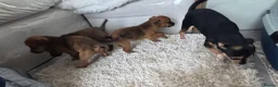 Chihuahua dogs for sale: Chihuahua pups - Advert 4