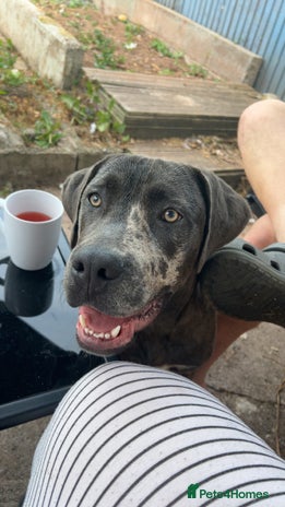 Mixed Breed dogs - Advert 7