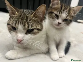 Manx cats 🩷1 very petite Manx female kitten🩷 - Advert 5