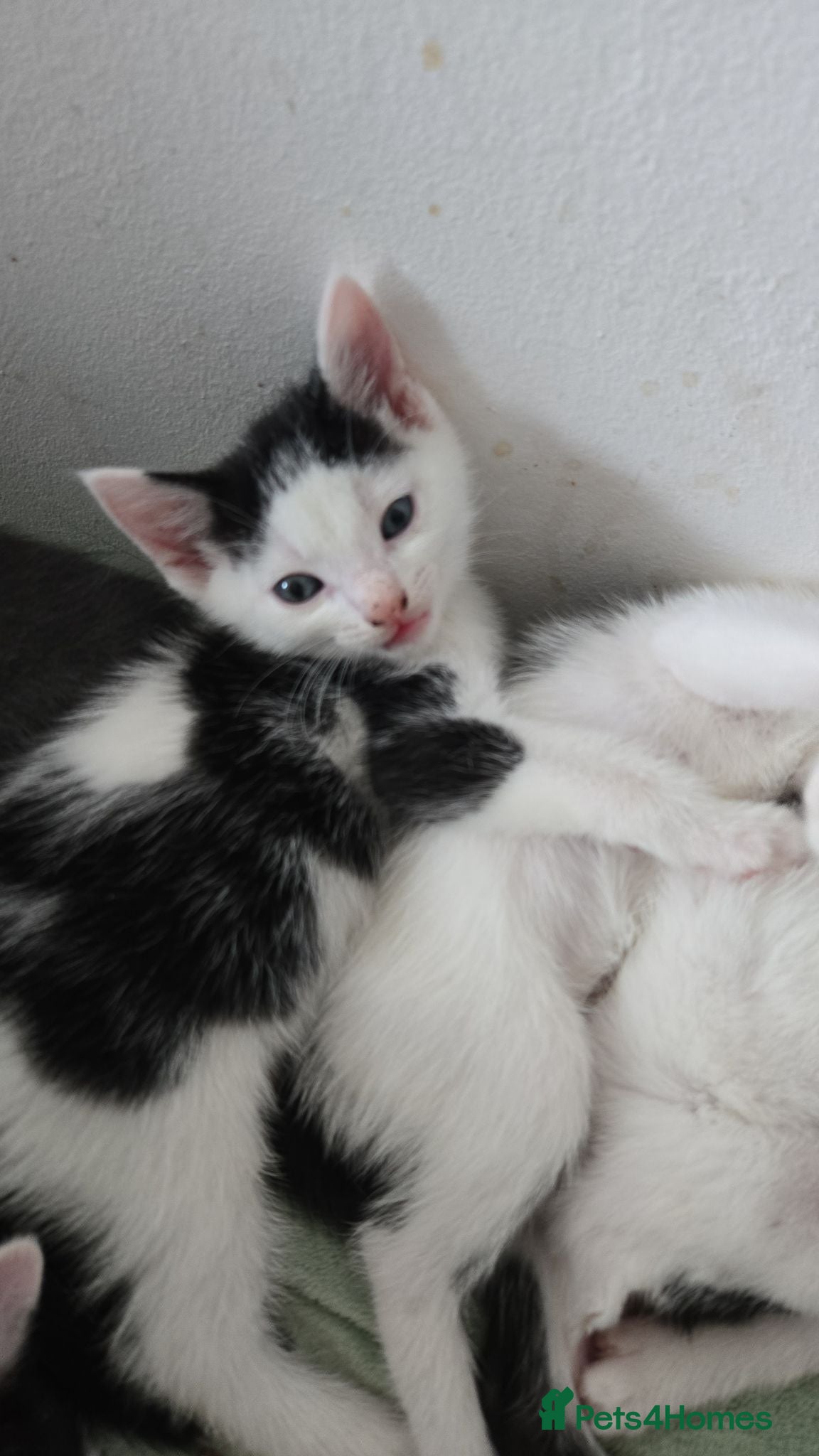 Mixed Breed cats 5xKittens🐈‍⬛️🐈 - Advert 10