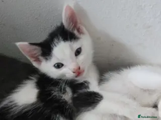 Mixed Breed cats 5xKittens🐈⬛️🐈 - Advert 10