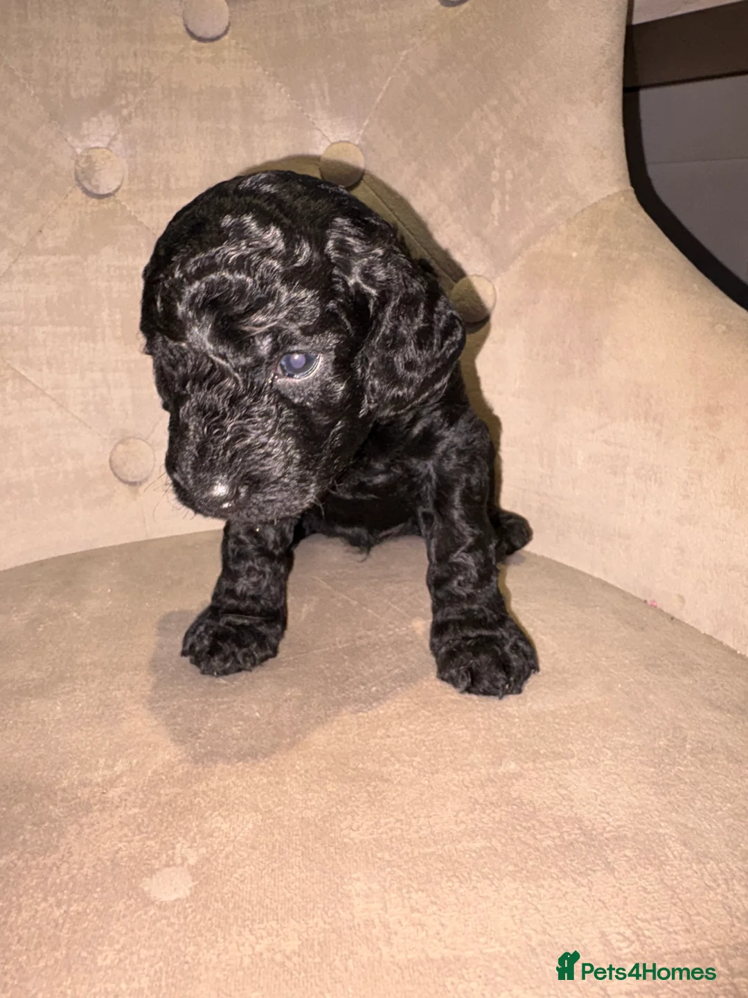 Cockapoo dogs for sale: Beautiful litter of 10 Cockapoo pups  - Advert 20