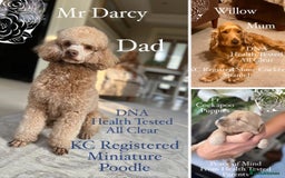 Cockapoo dogs for sale: F1 Cockapoo’s DNA Health Tested Parents - Image 7