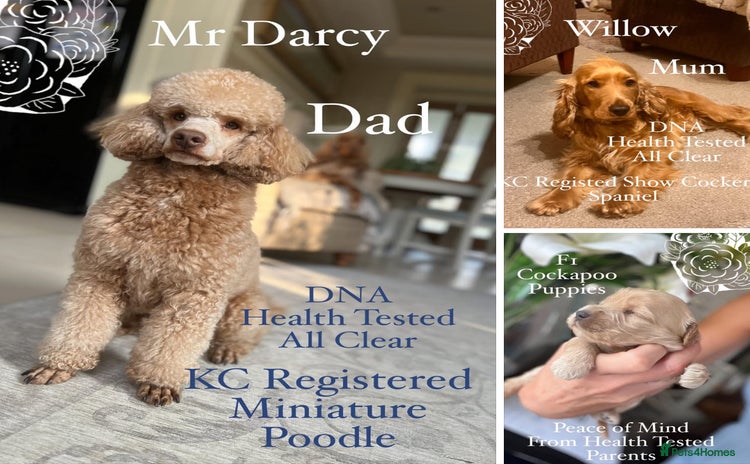 Cockapoo dogs - Advert 4