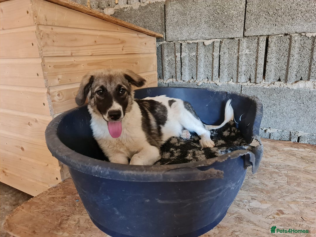 Mixed Breed dogs for adoption: Beautiful and Gentle HEIDI - for a Loving Home - Image 7