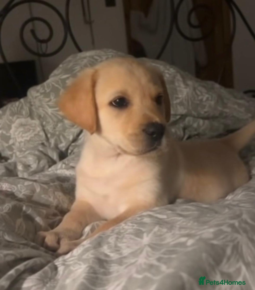 Labrador Retriever dogs for sale: Labrador retriever puppie for sale  - Advert 2