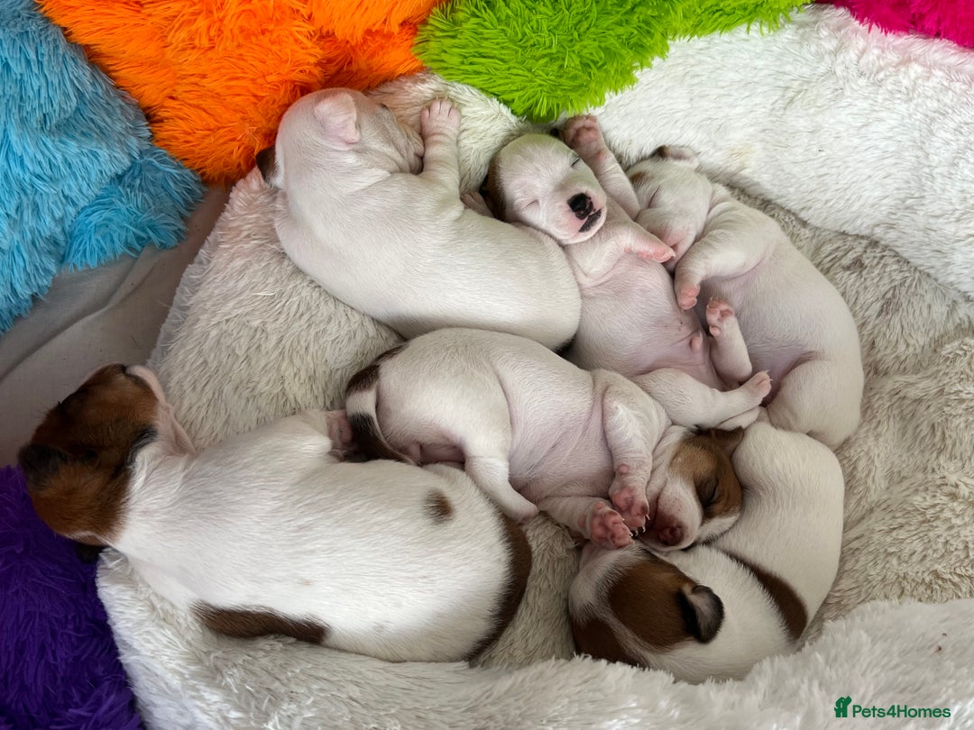 Jack Russell dogs for sale: Stunning Miniature Jack Russell Puppies!!! - Advert 15
