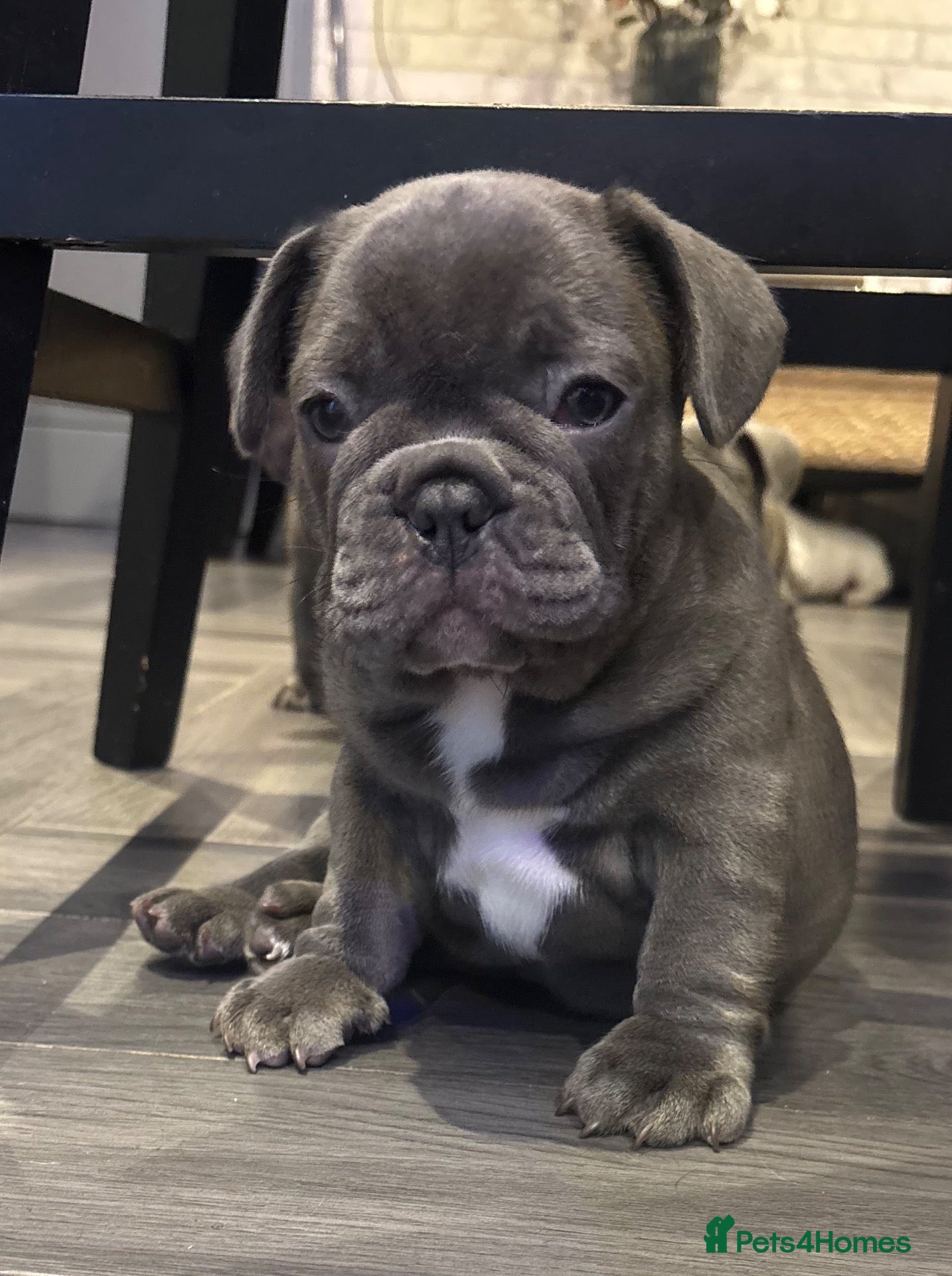 French Bulldog dogs Beautiful French Bulldog Puppies - Advert 14