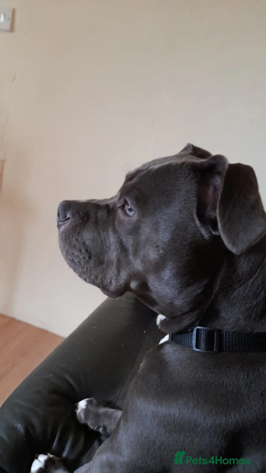 Staffordshire Bull Terrier dogs for sale: Blue Staffordshire bull terrier pup  - Advert 2
