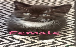 Mixed Breed cats for sale: Delightful mix-breed Siamese-black tabby-kittens - Image 11