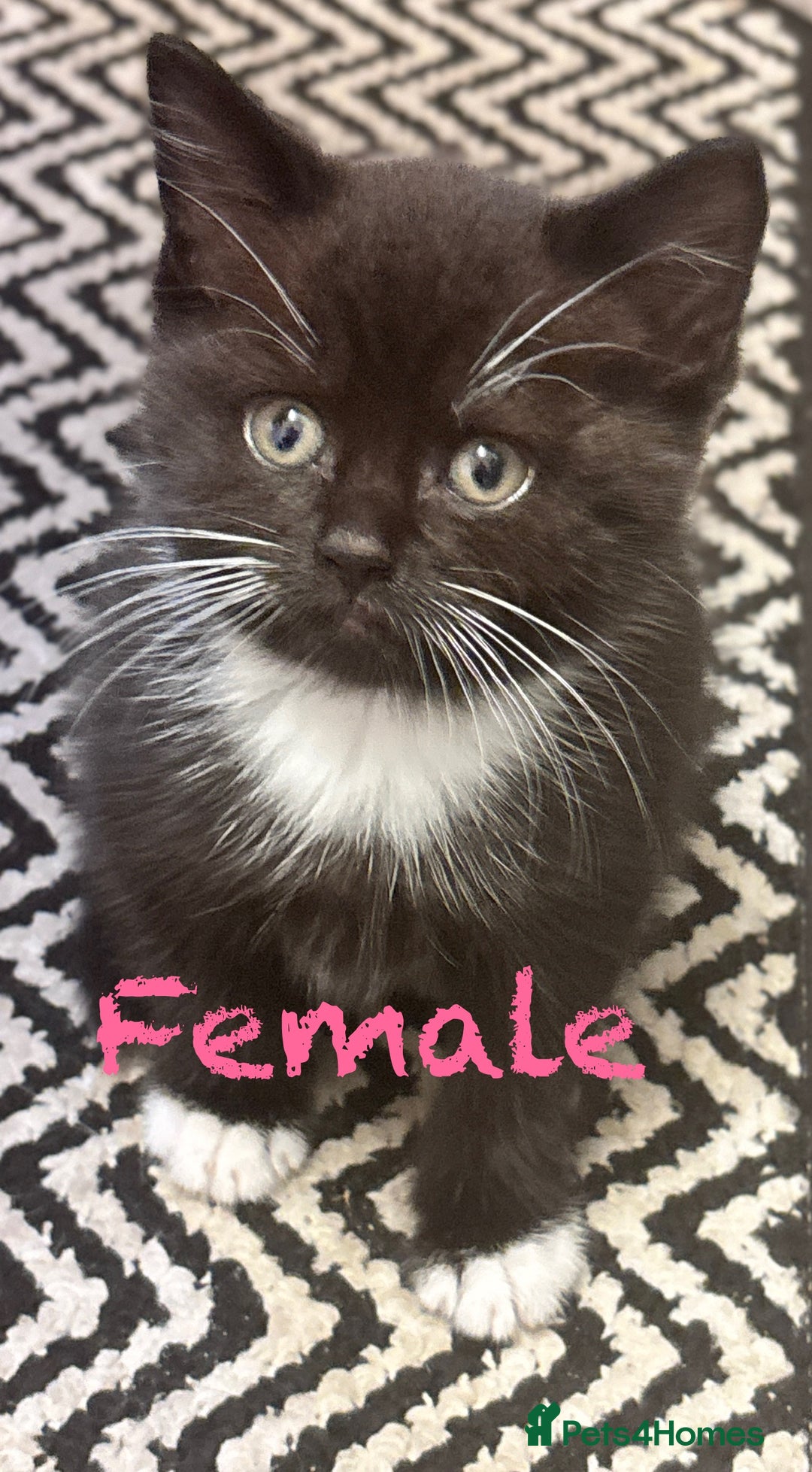 Mixed Breed cats for sale: Delightful mix-breed Siamese-black tabby-kittens - Image 11
