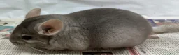 Chinchilla rodents for sale: Bertie, beautiful Beige boy - Advert 6