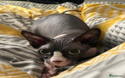 Sphynx cats for sale: Ripley & Nova sphynx sisters ready for a new home - Image 17