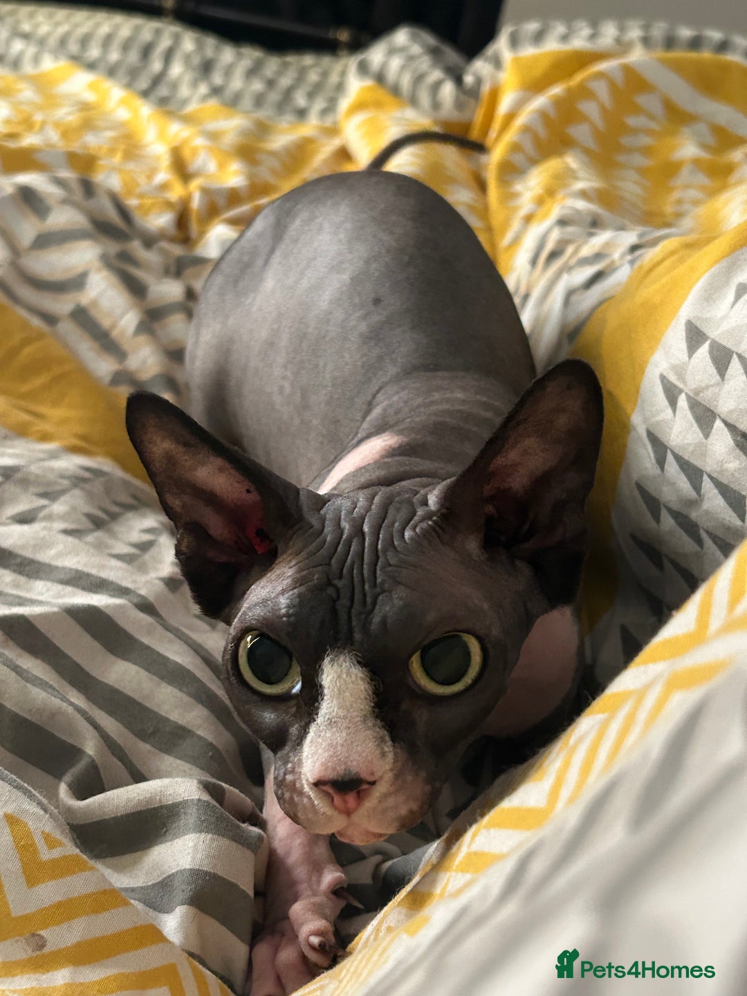 Sphynx cats for sale: Ripley & Nova sphynx sisters ready for a new home - Image 17