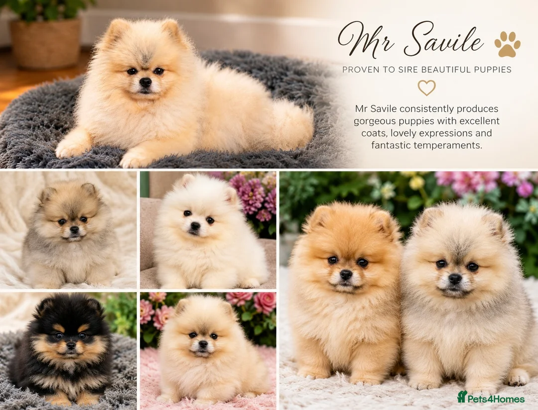Pomeranian dogs for stud: Cream Sable Pomeranian Proven Stud - Mr Savile in Chesterfield - Advert 6