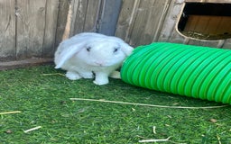 Mini Lop rabbits for sale: Male Rabbit  in Boston - Image 3