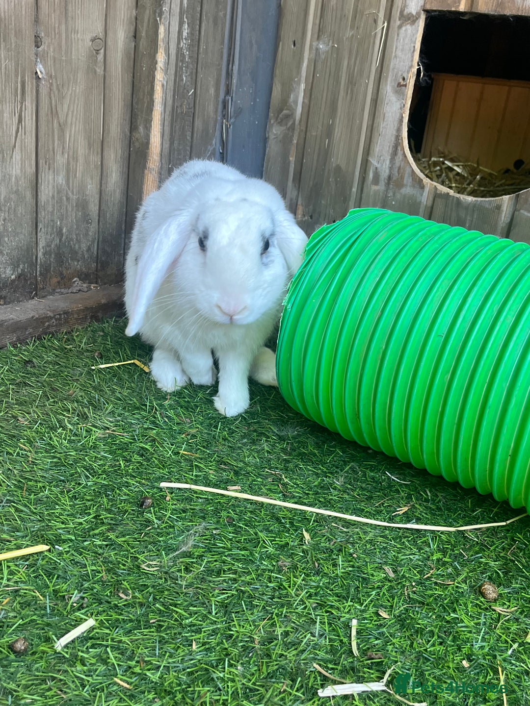 Mini Lop rabbits for sale: Male Rabbit  in Boston - Image 3