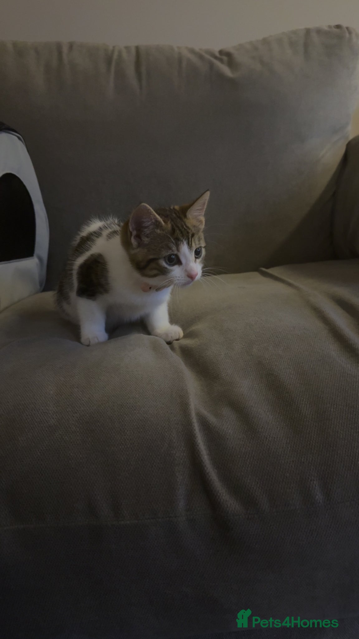 Domestic Shorthair cats Callie the kitten  - Advert 3