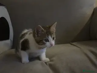 Domestic Shorthair cats Callie the kitten - Advert 3