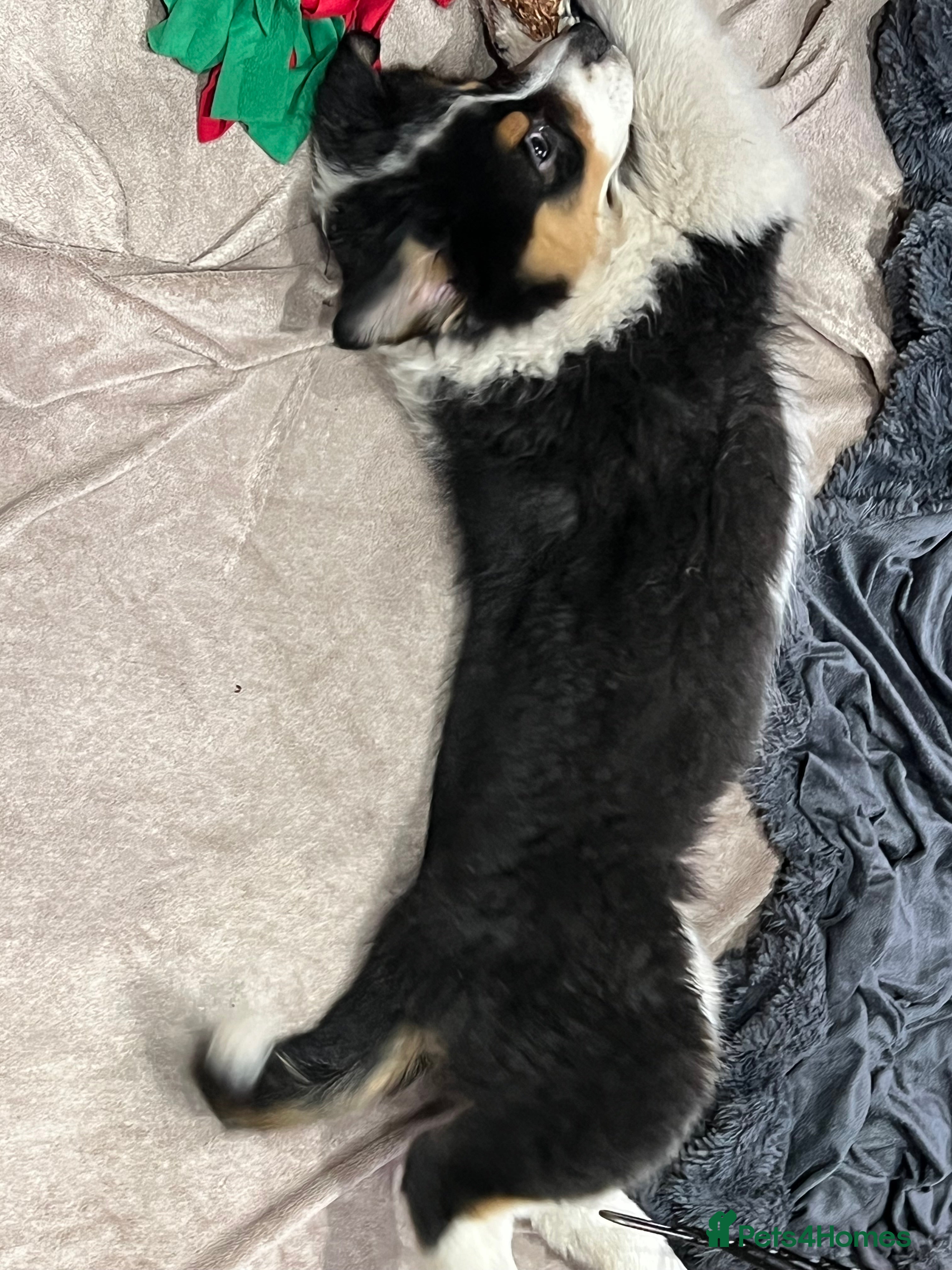 Australian Shepherd dogs for sale: Australian shepherd puppies - Advert 3