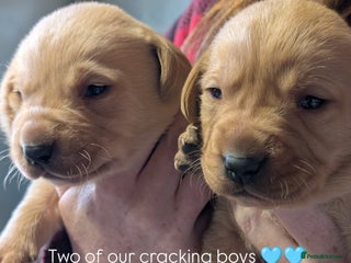 Labrador Retriever dogs Fab KC Fox Red Pups - 4* Higher Standard Breeder - Advert 2