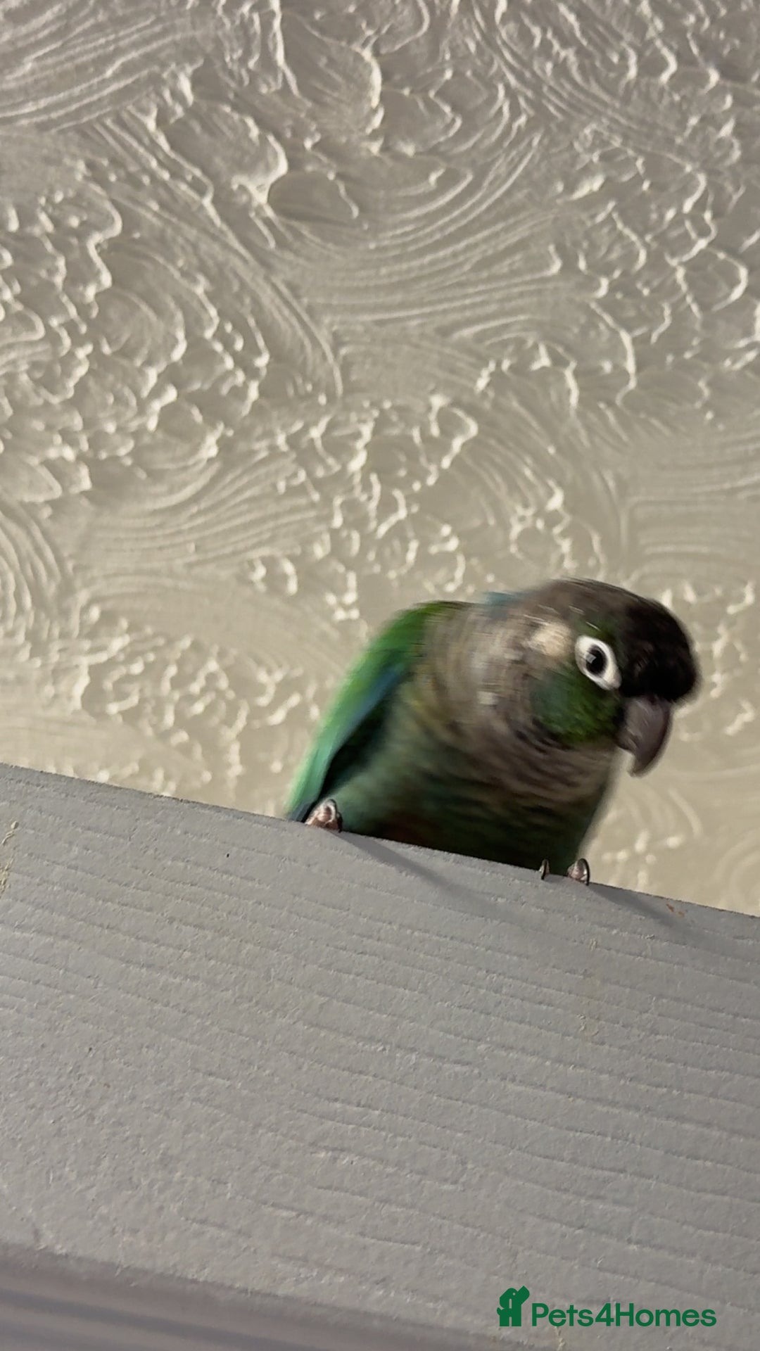 Conures birds for sale: Green cheek conure - Advert 2