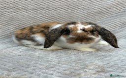 Mini Lop rabbits for sale: 3 handsome young boy rabbits - Image 8