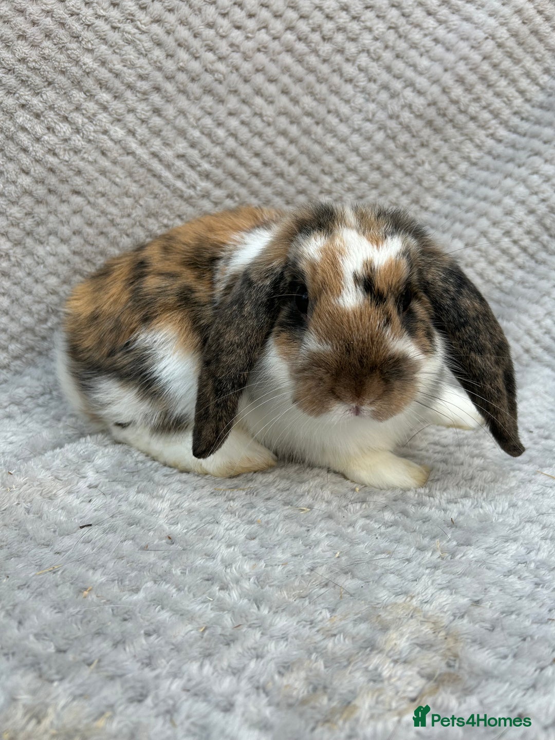 Mini Lop rabbits for sale: 3 handsome young boy rabbits - Image 8