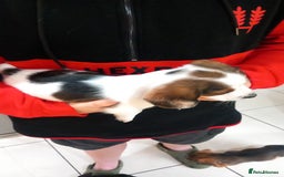 Mixed Breed dogs for sale: Jack Russel Pups in Machynlleth - Image 39