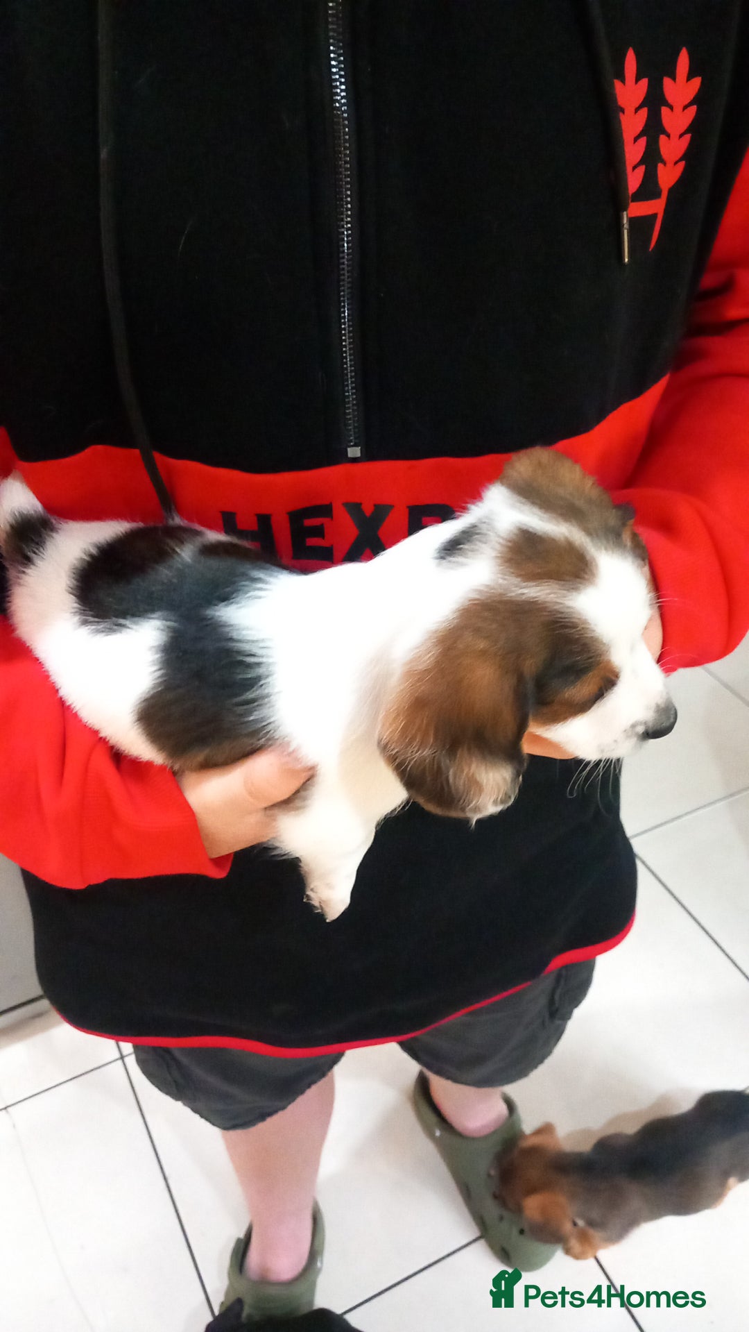 Mixed Breed dogs for sale: Jack Russel Pups in Machynlleth - Image 39