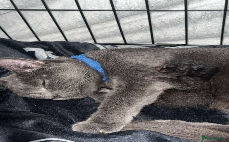 American Shorthair cats - Advert 1