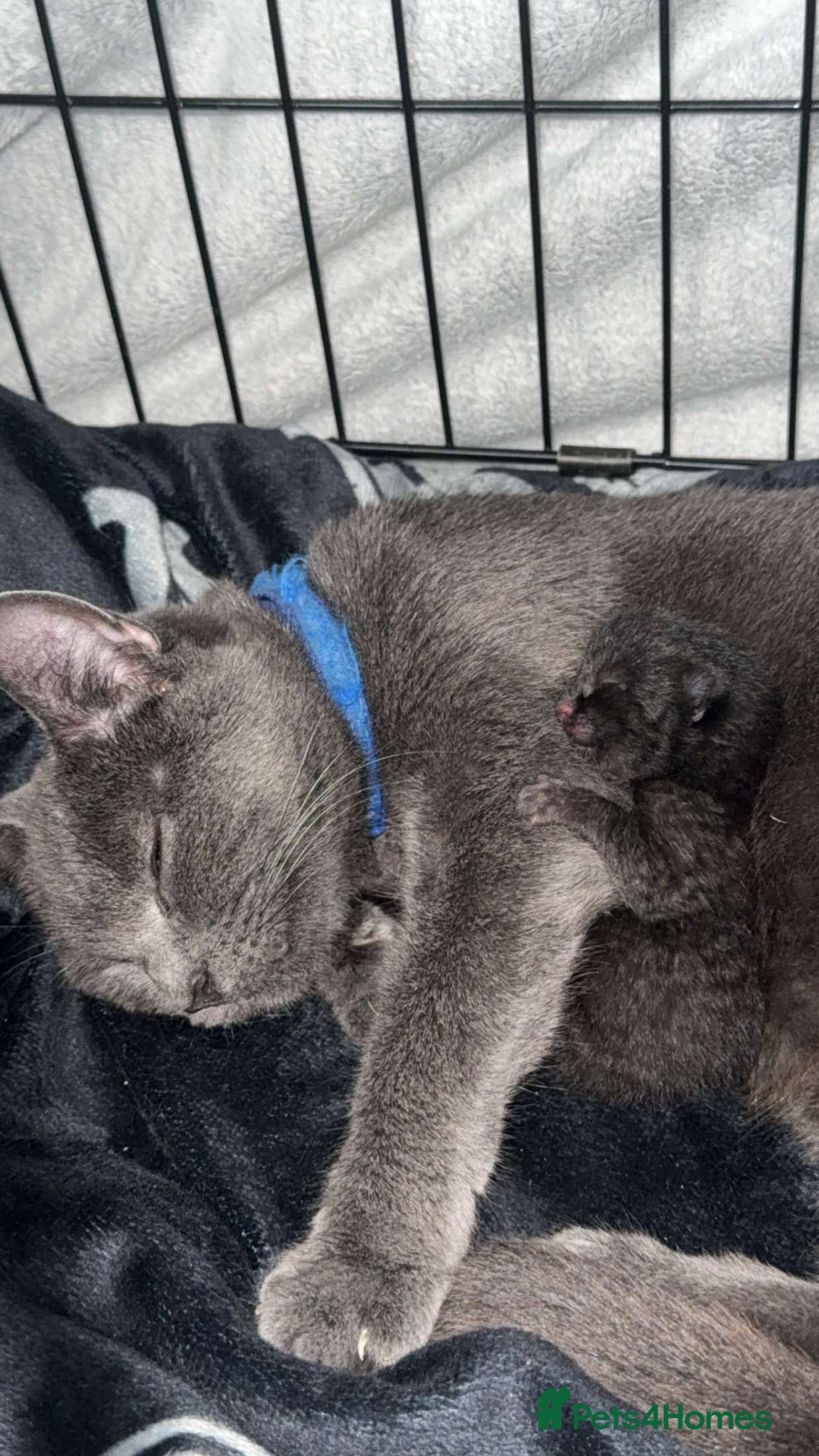 American Shorthair cats for sale: Mum& 3 week old kitten - Image 1